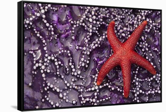 Blood Star hitching a ride on a Ochre Star-Ken Archer-Framed Stretched Canvas