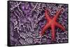 Blood Star hitching a ride on a Ochre Star-Ken Archer-Framed Stretched Canvas