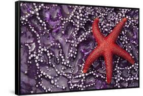 Blood Star hitching a ride on a Ochre Star-Ken Archer-Framed Stretched Canvas