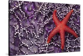 Blood Star hitching a ride on a Ochre Star-Ken Archer-Stretched Canvas