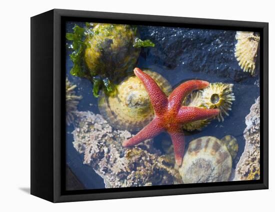 Blood Star, with Limpets and Barnacles Exposed at Low Tide, Tongue Point, Washington, USA-Georgette Douwma-Framed Stretched Canvas