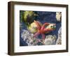 Blood Star, with Limpets and Barnacles Exposed at Low Tide, Tongue Point, Washington, USA-Georgette Douwma-Framed Premium Photographic Print