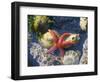 Blood Star, with Limpets and Barnacles Exposed at Low Tide, Tongue Point, Washington, USA-Georgette Douwma-Framed Premium Photographic Print