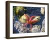 Blood Star, with Limpets and Barnacles Exposed at Low Tide, Tongue Point, Washington, USA-Georgette Douwma-Framed Photographic Print