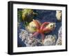 Blood Star, with Limpets and Barnacles Exposed at Low Tide, Tongue Point, Washington, USA-Georgette Douwma-Framed Photographic Print