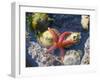 Blood Star, with Limpets and Barnacles Exposed at Low Tide, Tongue Point, Washington, USA-Georgette Douwma-Framed Photographic Print