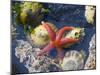 Blood Star, with Limpets and Barnacles Exposed at Low Tide, Tongue Point, Washington, USA-Georgette Douwma-Mounted Photographic Print