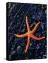 Blood Starfish on Kelp Tongue-Darrell Gulin-Stretched Canvas