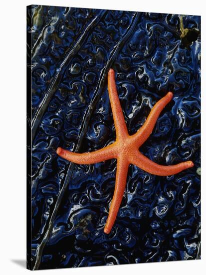 Blood Starfish on Kelp Tongue-Darrell Gulin-Stretched Canvas