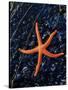 Blood Starfish on Kelp Tongue-Darrell Gulin-Stretched Canvas