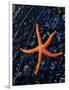 Blood Starfish on Kelp Tongue-Darrell Gulin-Framed Photographic Print