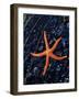 Blood Starfish on Kelp Tongue-Darrell Gulin-Framed Photographic Print