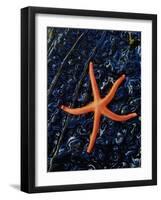 Blood Starfish on Kelp Tongue-Darrell Gulin-Framed Photographic Print