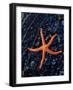 Blood Starfish on Kelp Tongue-Darrell Gulin-Framed Photographic Print