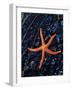 Blood Starfish on Kelp Tongue-Darrell Gulin-Framed Photographic Print