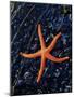 Blood Starfish on Kelp Tongue-Darrell Gulin-Mounted Photographic Print