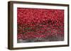 Blood Swept Lands and Seas of Red, Tower of London, 2014-Sheldon Marshall-Framed Photographic Print