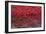 Blood Swept Lands and Seas of Red, Tower of London, 2014-Sheldon Marshall-Framed Photographic Print