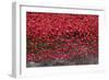 Blood Swept Lands and Seas of Red, Tower of London, 2014-Sheldon Marshall-Framed Photographic Print