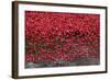 Blood Swept Lands and Seas of Red, Tower of London, 2014-Sheldon Marshall-Framed Photographic Print