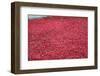 'Blood Swept Lands and Seas of Red', Tower of London, 2014-Sheldon Marshall-Framed Photographic Print