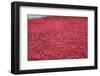 'Blood Swept Lands and Seas of Red', Tower of London, 2014-Sheldon Marshall-Framed Photographic Print