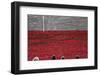 'Blood Swept Lands and Seas of Red', Tower of London, 2014-Sheldon Marshall-Framed Photographic Print