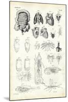 Blood System, 1863-79-Raimundo Petraroja-Mounted Giclee Print