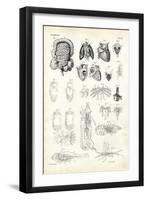 Blood System, 1863-79-Raimundo Petraroja-Framed Giclee Print