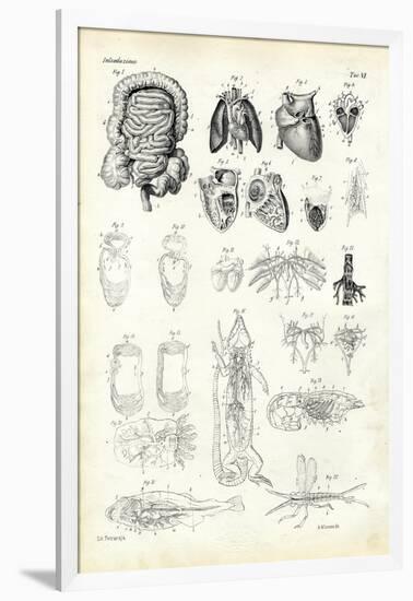 Blood System, 1863-79-Raimundo Petraroja-Framed Giclee Print