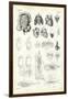 Blood System, 1863-79-Raimundo Petraroja-Framed Giclee Print