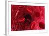 Blood Vessel, Artwork-David Mack-Framed Premium Photographic Print