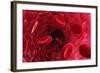 Blood Vessel, Artwork-David Mack-Framed Premium Photographic Print