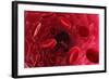 Blood Vessel, Artwork-David Mack-Framed Premium Photographic Print