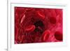 Blood Vessel, Artwork-David Mack-Framed Photographic Print