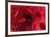 Blood Vessel, Artwork-David Mack-Framed Photographic Print