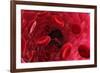 Blood Vessel, Artwork-David Mack-Framed Photographic Print