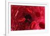 Blood Vessel, Artwork-David Mack-Framed Photographic Print