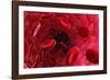 Blood Vessel, Artwork-David Mack-Framed Photographic Print