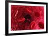 Blood Vessel, Artwork-David Mack-Framed Photographic Print