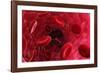 Blood Vessel, Artwork-David Mack-Framed Photographic Print