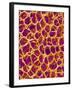 Blood Vessel Cast from Colon of a Rat-Micro Discovery-Framed Premium Photographic Print