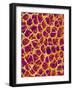 Blood Vessel Cast from Colon of a Rat-Micro Discovery-Framed Photographic Print