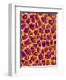 Blood Vessel Cast from Colon of a Rat-Micro Discovery-Framed Photographic Print