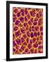 Blood Vessel Cast from Colon of a Rat-Micro Discovery-Framed Photographic Print