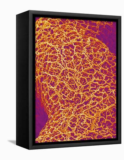 Blood Vessel Cast from Rat Colon-Micro Discovery-Framed Stretched Canvas