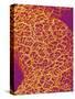 Blood Vessel Cast from Rat Colon-Micro Discovery-Stretched Canvas