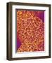 Blood Vessel Cast from Rat Colon-Micro Discovery-Framed Photographic Print