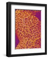 Blood Vessel Cast from Rat Colon-Micro Discovery-Framed Photographic Print