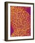 Blood Vessel Cast from Rat Colon-Micro Discovery-Framed Photographic Print